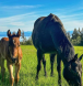 BC horse breeder and trainer, foals for sale vancouver island, foals for sale BC, best foals in Canada,