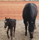BC horse breeder and trainer, foals for sale vancouver island, foals for sale BC, best foals in Canada,
