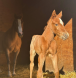 BC horse breeder and trainer, foals for sale vancouver island, foals for sale BC, best foals in Canada,