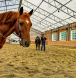 BC horse breeder and trainer, foals for sale vancouver island, foals for sale BC, best foals in Canada,