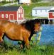 newfoundland pony society, pony society, newfoundland pony, pony club, newfoundlnd pony club,