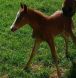 new forest pony for sale, new forest pony breeding, ponies for sale,
