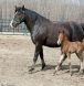 new forest pony, pony breeer, equine trainer, new forest pony trainer,