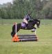 new forest pony, pony breeer, equine trainer, new forest pony trainer,