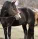 new forest pony, pony breeer, equine trainer, new forest pony trainer,