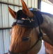 equine science, horse health, equine peak performance,