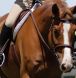 tack for sale bc, equine tack, rider boots, saddles, bridles, horse blankets,