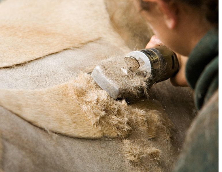 how to clip horse's tail, grooming tail of horse, using clippers on horse