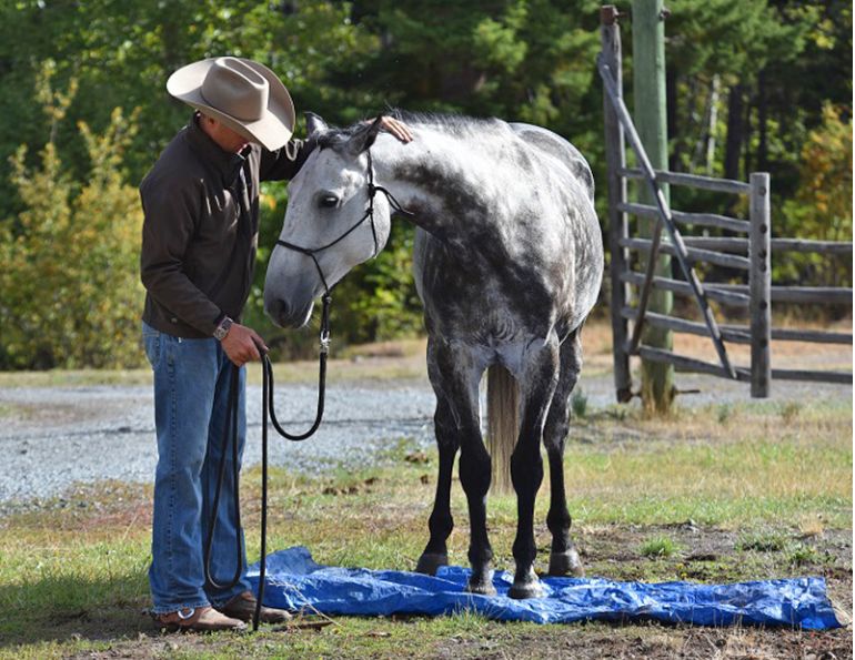 jonathan field natural horsemanship horse tarp training natural horsemanship equine tarp training