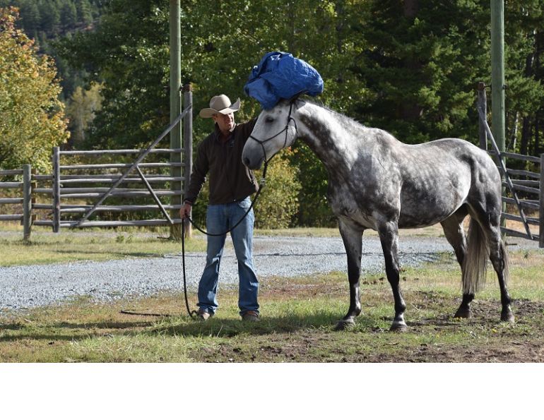 jonathan field natural horsemanship horse tarp training natural horsemanship equine tarp training