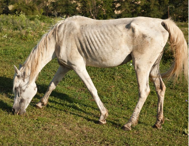 equine Chronic Weight Loss, horse Chronic Weight Loss, Poor Quality horse feed, Limited horse Feed, monitoring horse weight loss, horse weight gain strategies, equine Social Interaction, horse Social Interaction, equine weight loss, weight loss in horse, poor quality horse feed, low quality horse feed, equine parasite