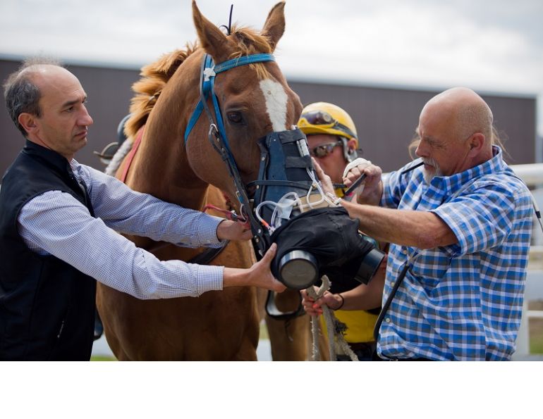 University of Calgary Faculty of Veterinary Medicine Equine Sports Medicine Source High performance equine athletes Dr. Renaud Léguillette Equine Sports Medicine donation Calgary Stampede Paul Rosenberg Dr. Erin Shields