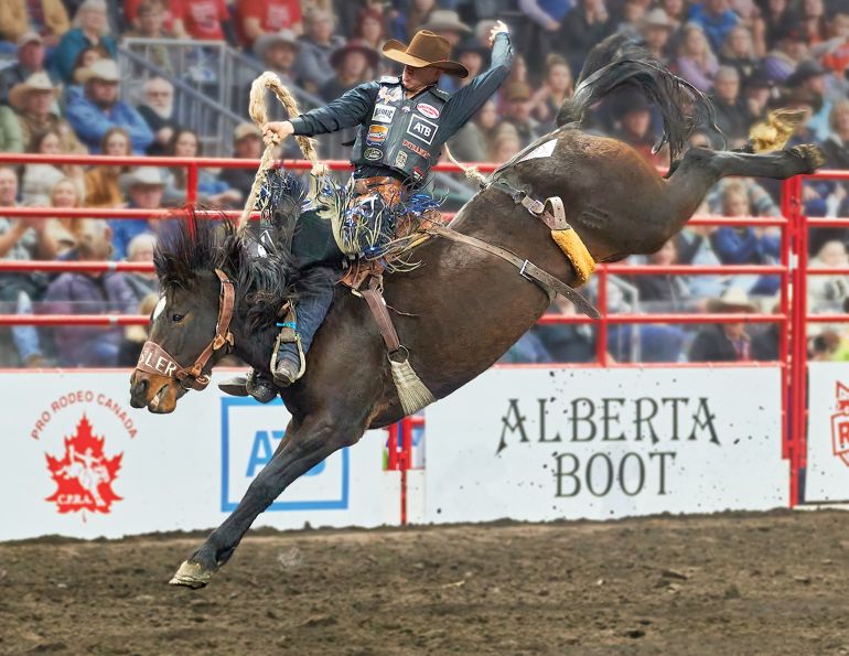 bucking horses, foals for bucking horses, rodeo horses, canadian rodeo riders, calgary stampede rodeo horse, canadian made bucking horse futurity, wildwood imagery, professional rode cowboy association