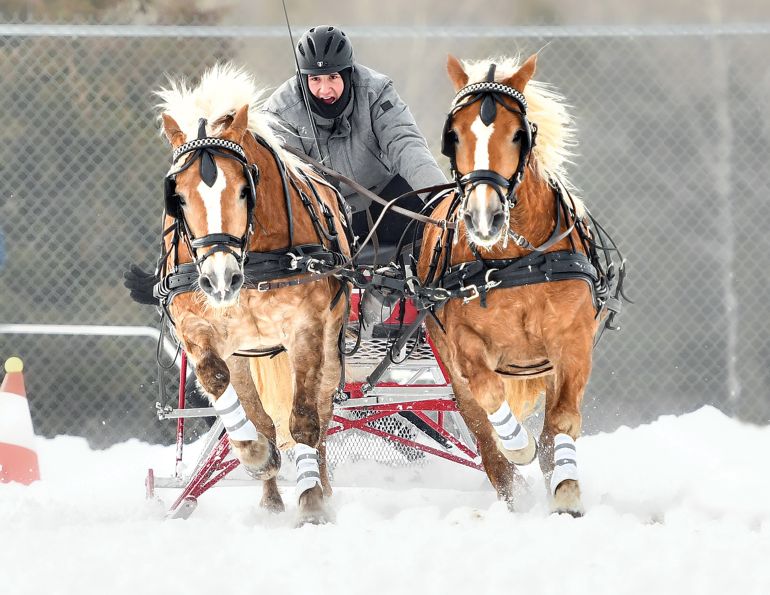 cutter rallies canada, lloydminster cutter rally, louis desrochers albert desrochers, lloydminster agricultural exhibition associatin, poker rallies horses