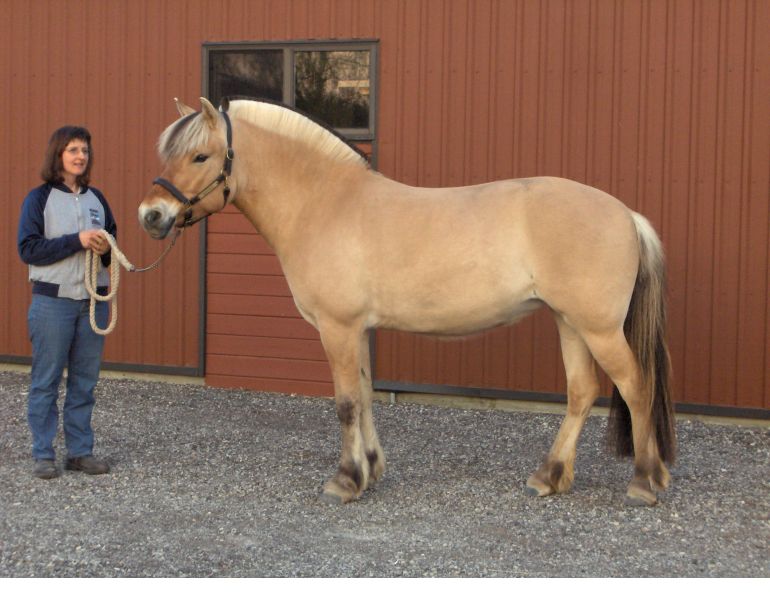 Norwegian Fjord, Asiatic wild horse or Przewalski horse, Highland Pony and the Icelandic Horse. Horses used by vikings, Beaver Dam Farm in Nova Scotia, American Driving Society (ADS), Wallace Point Fjords, Blue Raven Farm, and McKinnon’s Neck Farm
