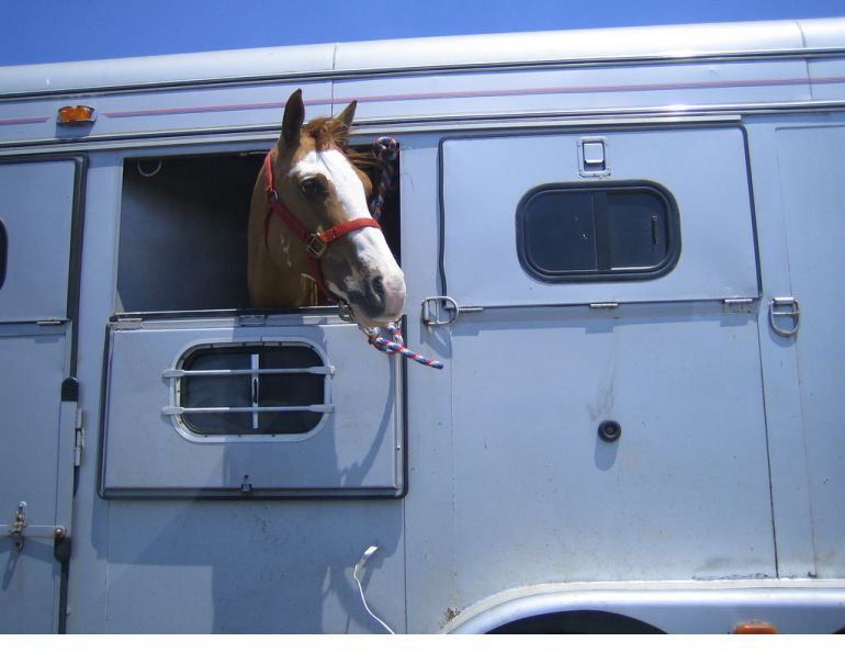 Choosing a Horse Trailer