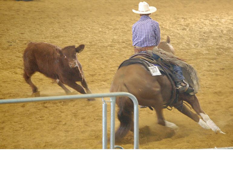 larry trocha, quarter horses cutting, signs of a good cutting horse, training cutting horse