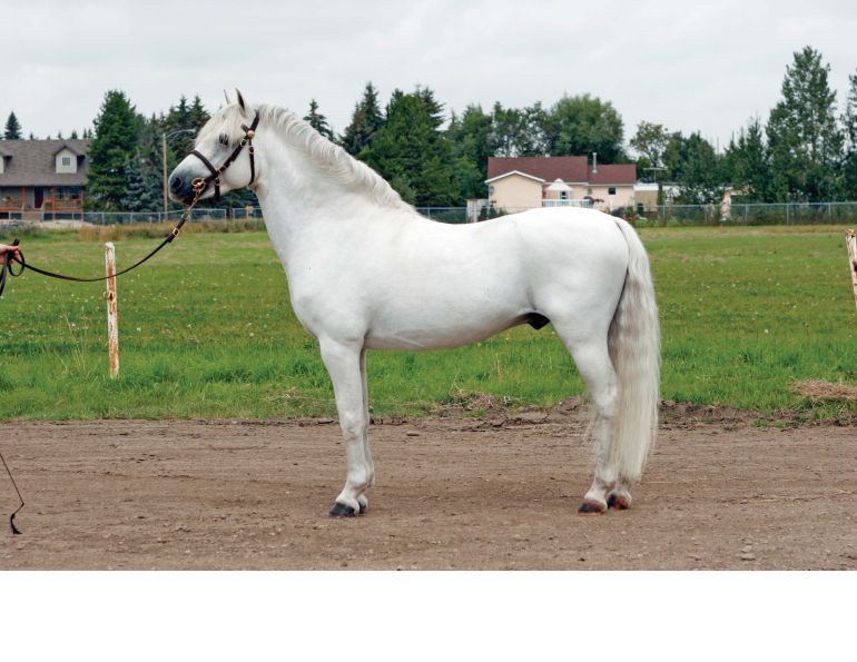 history of welsh pony and cob, welsh mountain pony, coyote run welsh, daventry farms alberta, section c welsh ponies and cob, howran hills farm welsh, connecting dreams farm