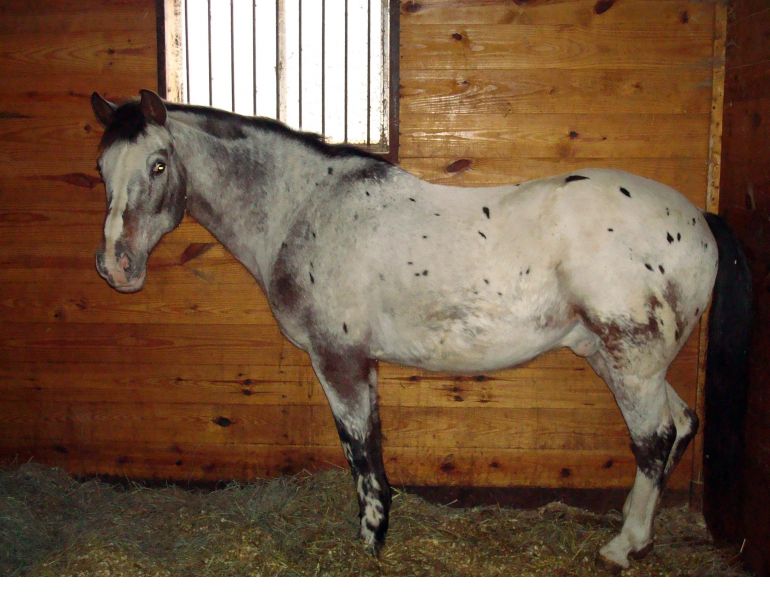 winter horse, horse cough, horse repiratory, equine copd, equine respiratory, equine cough, equine winter health, horse health, equine science, Mark Andrews winter horse, horse cough, horse repiratory, equine copd, equine respiratory, equine cough, equine winter health, horse health, equine science, Mark Andrews