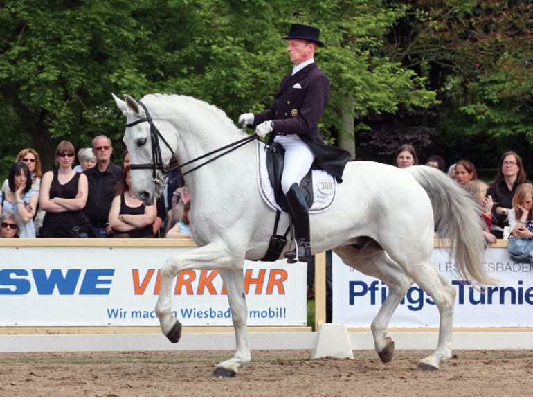 optimal horse fitness, horse peak performance, equine athletes, Dr. Sebastian McBride, understanding horse temperament, horse temperament testing, horse care, Psychological Factors Affecting Equine Performance, temperament of a young horse, Psychology of Performance Horses, Margaret Evans