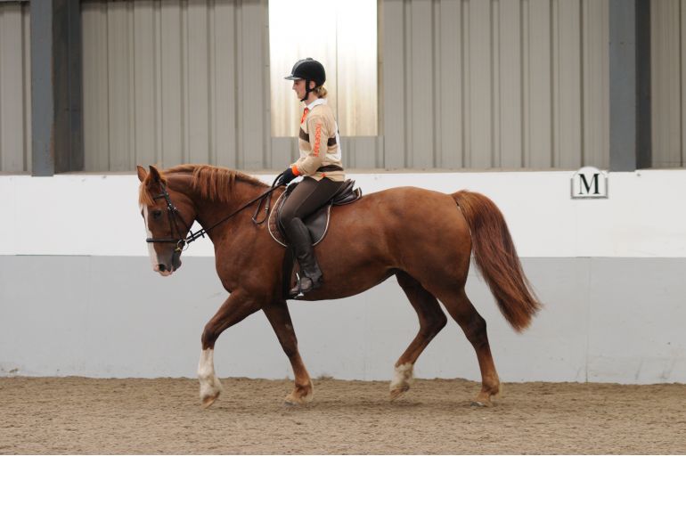 Get Lazy Horse Move Forward, Jane Savoie, 6 steps horse driving aids, lazy horse, forward horse, energetic horse, horse training, dressage horse, Jane Savoie, dressage training, horse riding aids, sensitize horse