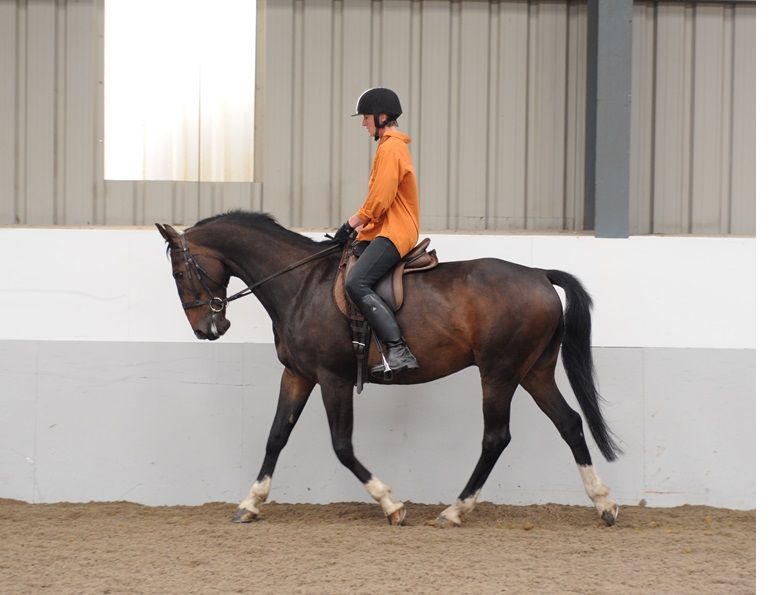 horse trigger, horse trigger points, horse training, difficult horse, Will Clinging, Clinging horse, horse trainer, Canadian horse journal, horse Canada, horse sport, horsemanship, Western horse, English horse, natural horse