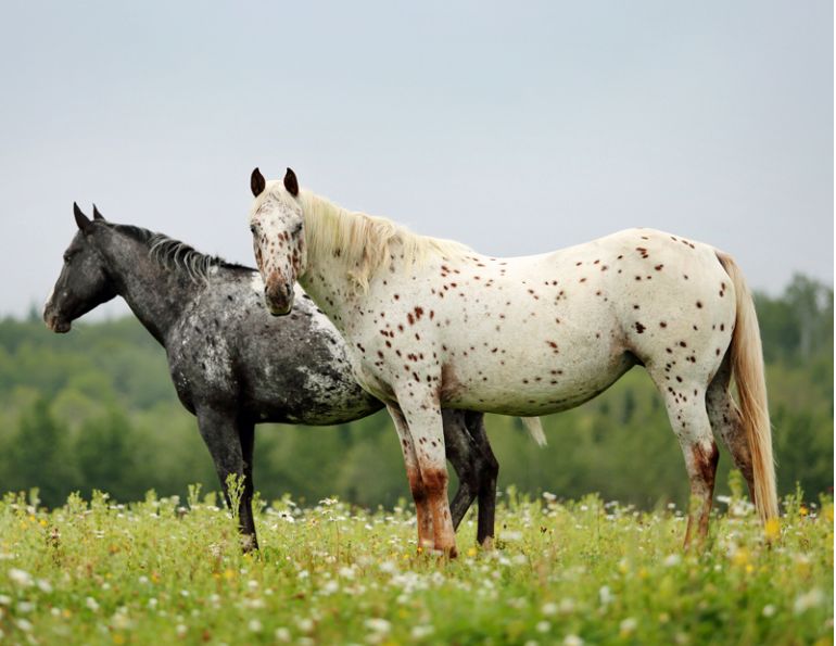 BC appaloosa centre, howard jackson, marylin jackson, margaret evans, horses of Pech-Merle, niseans, appaloosa history, canadian-bred appaloosas, horse from palouse river, equine history