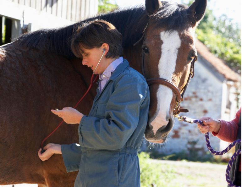 equine heart, horse heart, equine arrhythmia, equine death, horse death, horse arrhythmia, equine systemic, equine myocardial