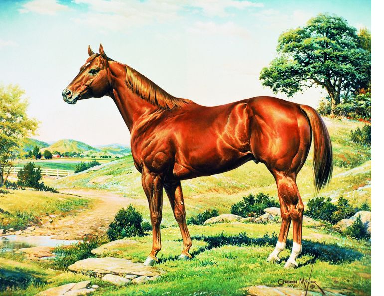 American Quarter Horse, CQHA, AQHC, Canadian Quarter Horse, characteristics quarter horse