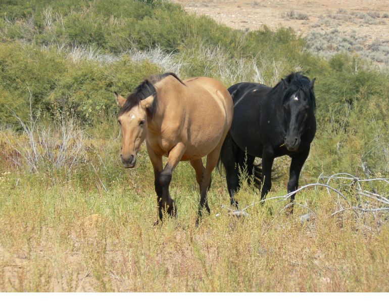 Wild Horse Management PZP Immunizations Equine Health