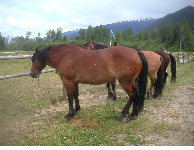 Credit: Stan Walchuk, Jr. Trail Horse Riding Equine Conformation, choosing the right trail horse, stan walchuk, buying a horse, best breeds horse riding