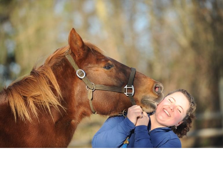 Horse Buying Bewares