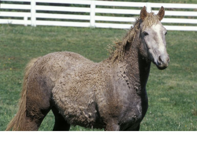 Curly Horse