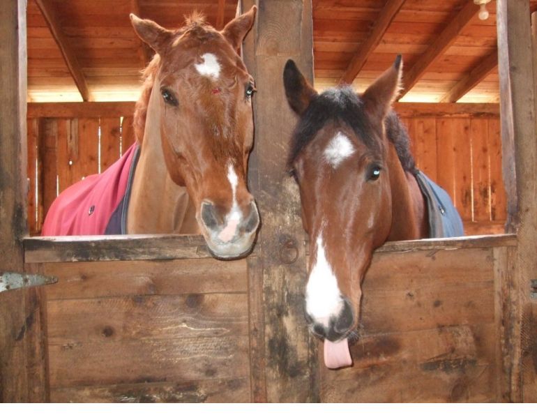 Dona Naylor, horse trailer accident, horse trailer, Libby Naylor, Heather Tryon, Bonny Bonnello, horse accident, horse trailering, horse miracle