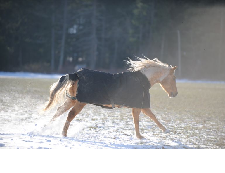 Blanketing Horses in Cold Weather