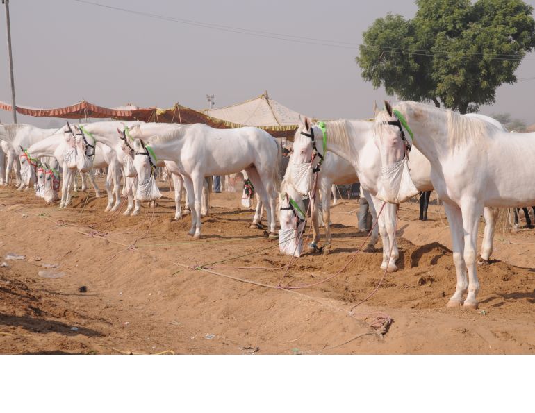 Pushkar Camel Fair, horseback riding Rajasthan Desert in northern India, Marwari horse dancing, Indian horsback riding, World’s Largest Camel Fair