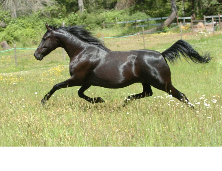 Feeding Horses for Brilliant Coat Shine
