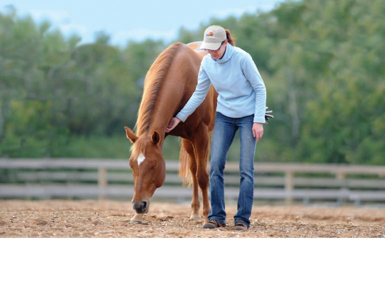 equine first aid, horse choking, horse wound, equi-health, horse first aid