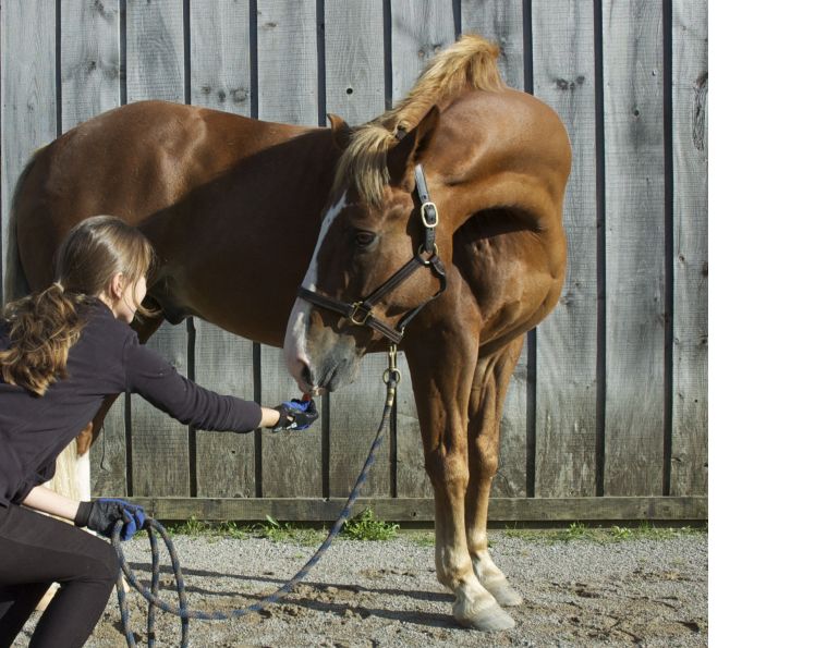 horse Carrot Stretches, horse stretches, horse flexibility, equine stretches