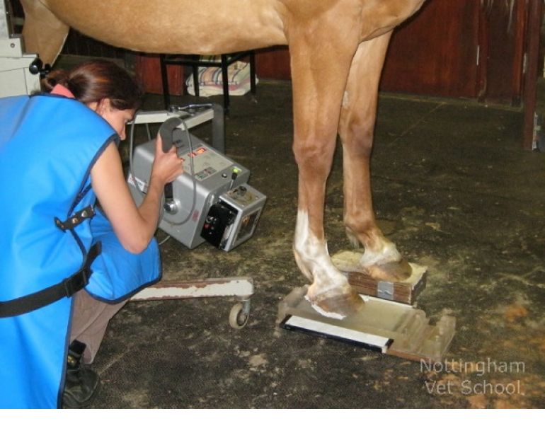 equine navicular, petroglyph animal hospital, horse hoof problems, equine hoof problems, equine coffin joint, equine bute