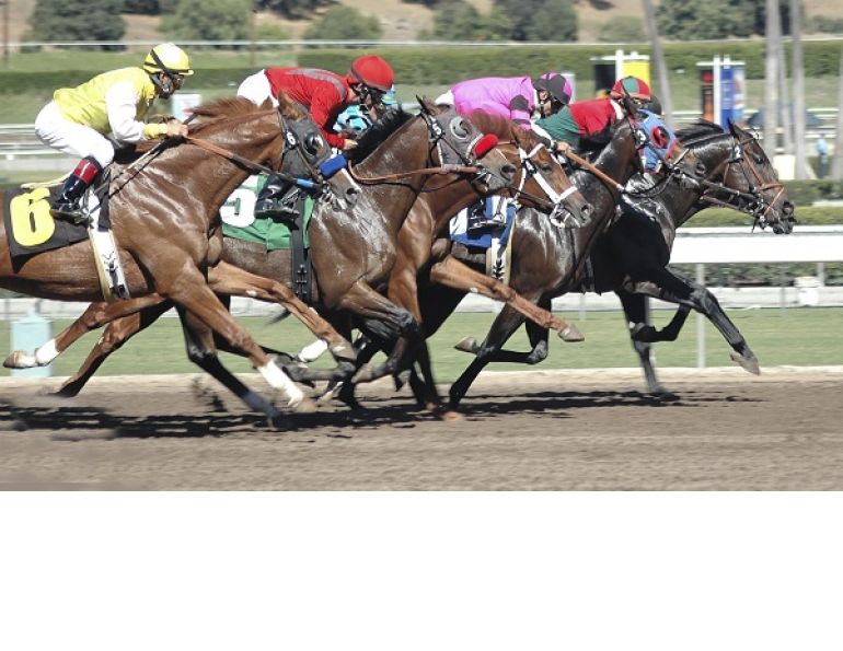 equine bone health, Equine Guelph, Ontario Veterinary College, equine injuries, horse injuries, equine arthritis, horse arthritis