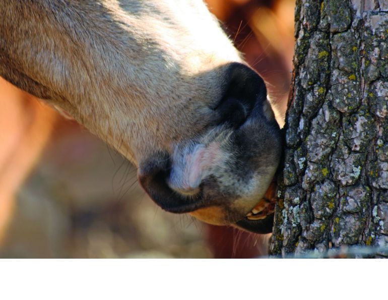 how to tell if a horse has pica, pica in horses, stopping my horse from wood chewing, horse eating mud, horse eating dirt, horse eating tree bark, healthy diet horse 
