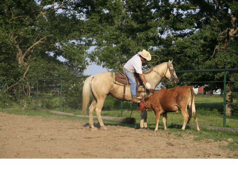 how to break a horse, how to school a horse, will clinging, how to create a bombproof horse