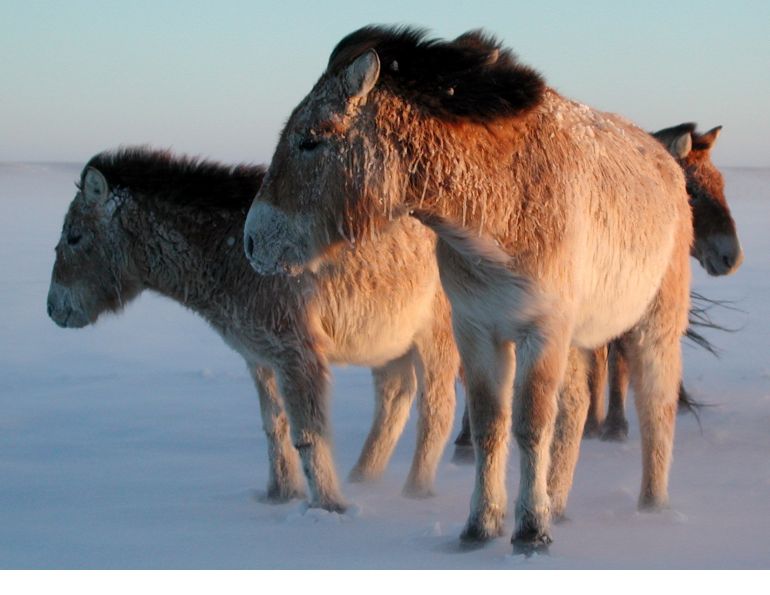 przewalski horse