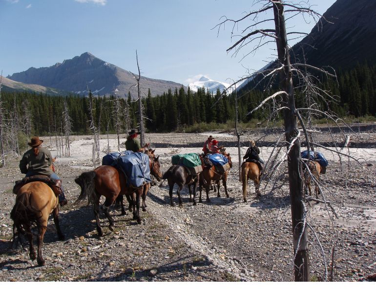 Credit: Stan Walchuk, Jr. Trail Horse Riding Equine Conformation, choosing the right trail horse, stan walchuk, buying a horse, best breeds horse riding