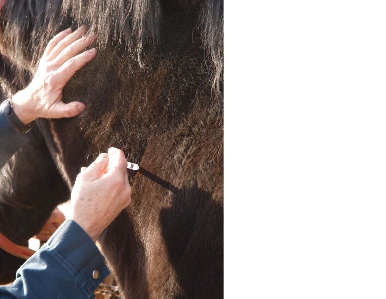 Photo: Pam MacKenzie Photography The Forces of Evil: 13 Equine Diseases