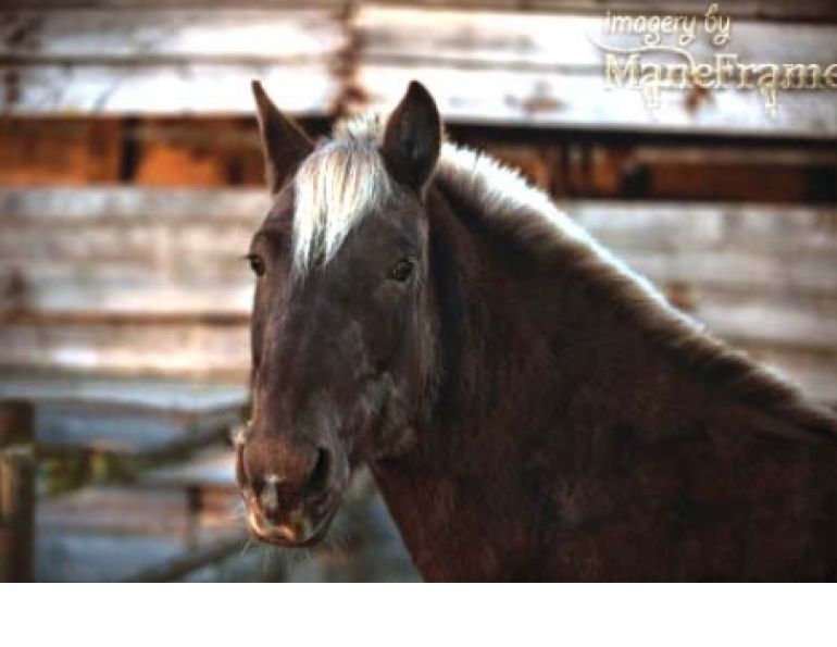 Circle F Horse Rescue, Kevan Garecki, rescue horse, sable horse, rocky mountain horse