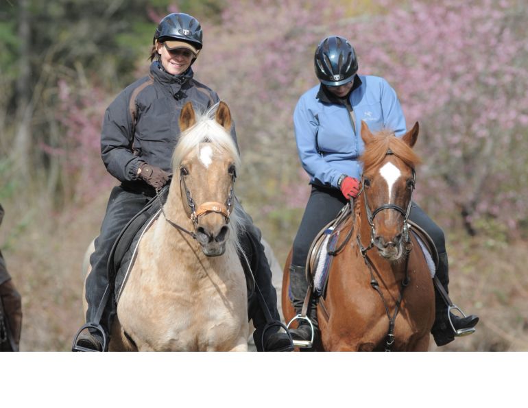horser discipline tactics, understanding horse behaviour, understanding different horse temperaments, disciplining your horse
