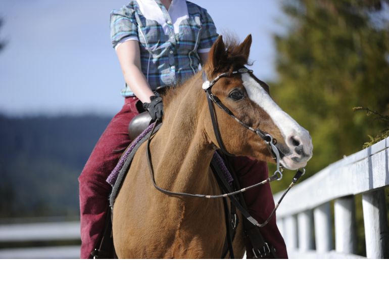 riding gear, horse bits, types of horse bits, how to find the right bit for horse, stan walchuk