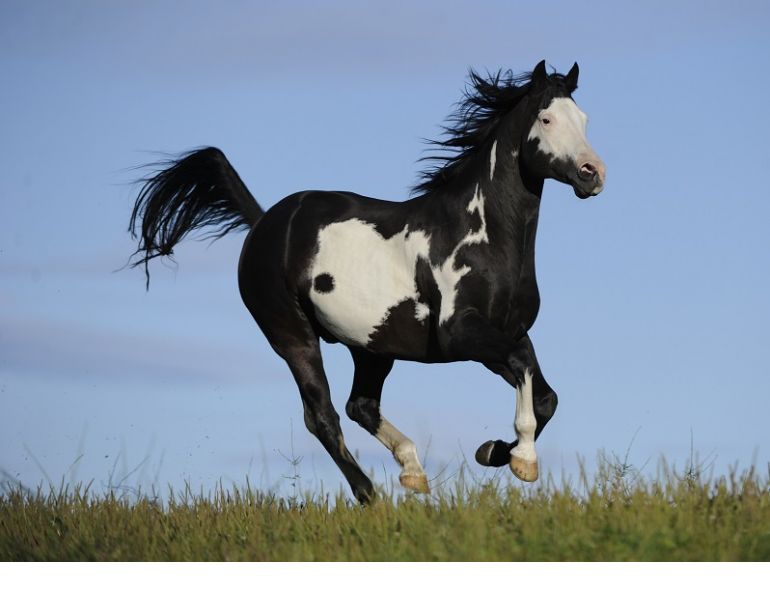 traits of a paint horse, markings paint horse, colours of paint horse, american paint horse